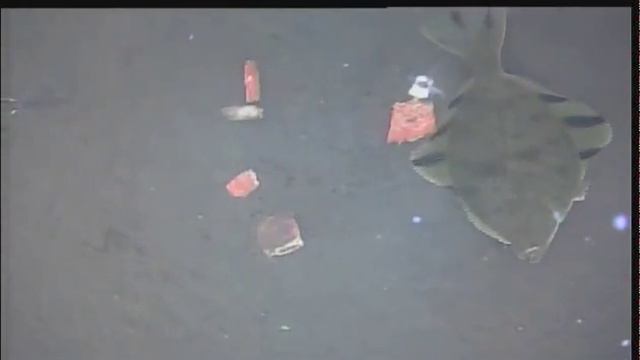 fish gavanskoe 2016 04 03 008 смотреть онлайн