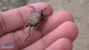 Крабики на пляже, Small crabs Wilmington NC