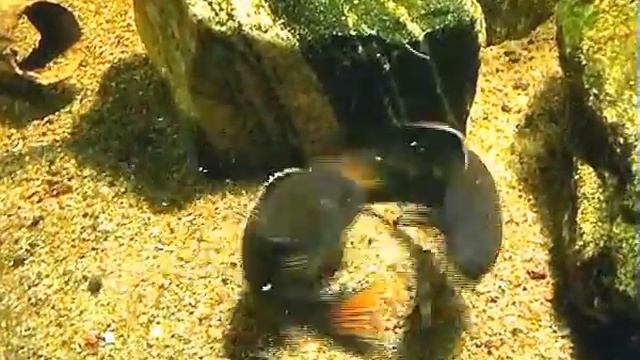 Pseudotropheus Acei "Itungi". смотреть онлайн