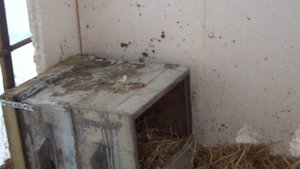 Индоутки. Мускусные утки. Содержание в теплице зимой! Мой первый опыт.. Продолжение..