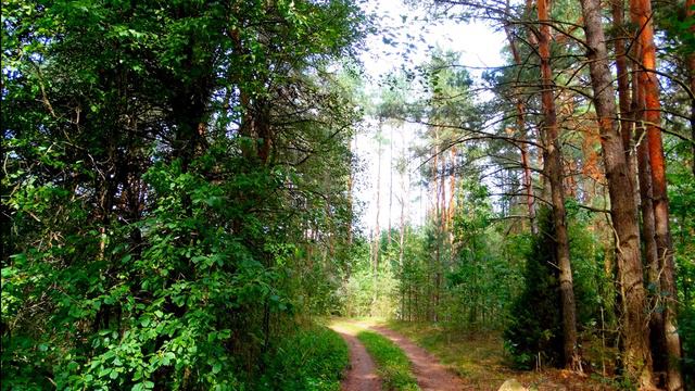 Целительный и расслабляющий эффект от пения птиц в лесу. Звуки природы для сна и отдыха.