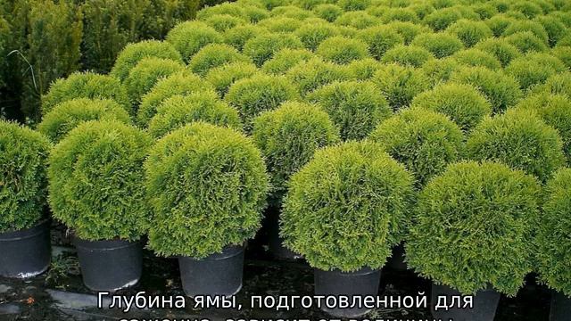 Туя шаровидная: описание, лучшие сорта, посадка и уход