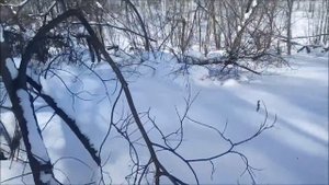 Эстонская гончая!Прогулка в лесу..