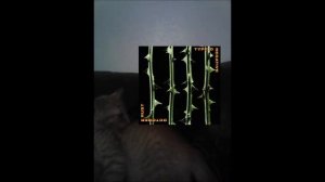 Type O Negative October Rust Album Review