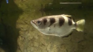 Брызгун. Рыба-снайпер .