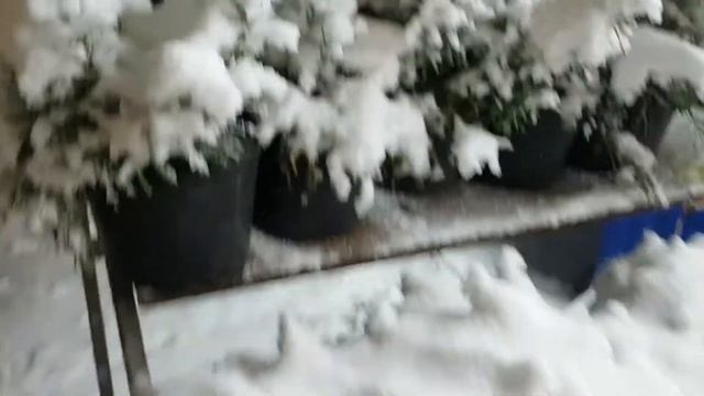 Первый снег на крымских розах. смотреть онлайн