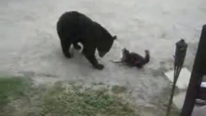 Кот против медведя! / Cat vs. Bear