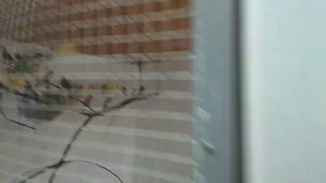 Попугаи.Волшебный порошок(Parrots. Magic powder.) смотреть онлайн