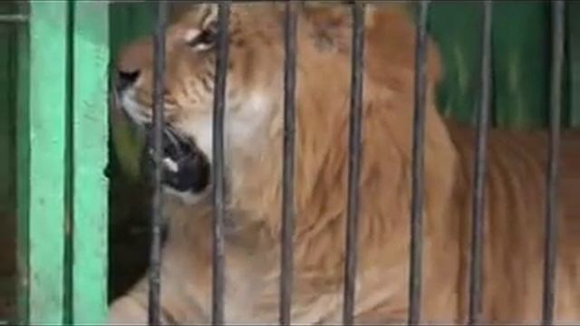 Зоопарк «Лигер» в гостях у камчатцев.mpg смотреть онлайн