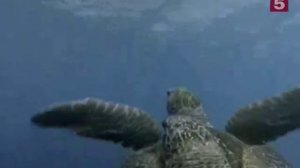 Жак Ив Кусто 03.1968 Тайны глубин