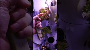 ?Люби растения и будь ближе к природе вертикальная гидропоника