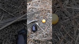 Тарантул откапывает свою нору