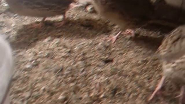 Советы начинающим перепеловодам / Tips for Raising Quail for Beginners смотреть онлайн