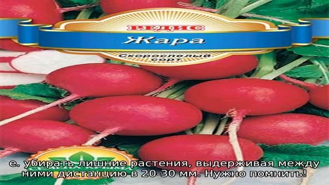 Редис Жара — описание сорта