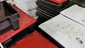 Вот и первый биогумус!