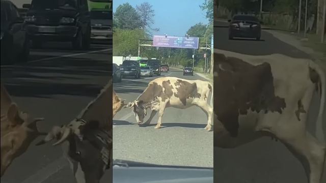 Жёсткая драка произошла на дороге в Абхазии

 Чтобы проехать дальше автомобилистам  пришлось ждать,