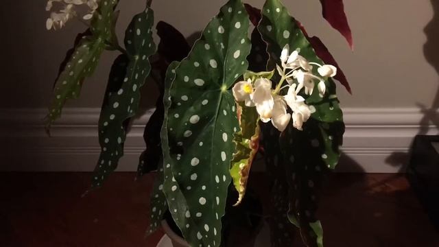 Begonia Maculata Angel Wing Begonia Time Lapse смотреть онлайн