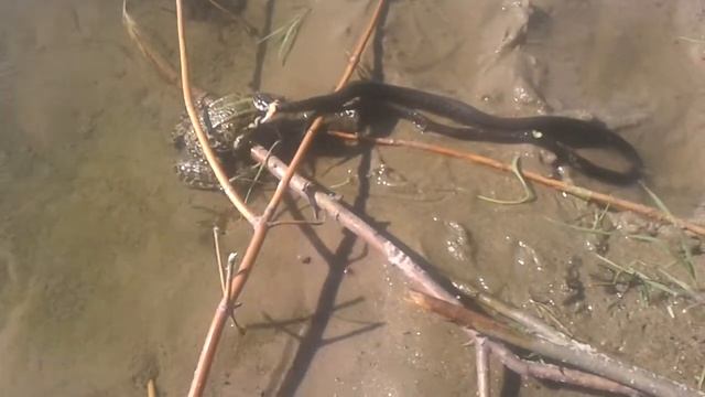 лягушка даёт отпор ужу смотреть онлайн