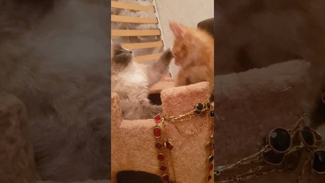 Бездомные котята Кения и Марсель. Кошачьи нежности))