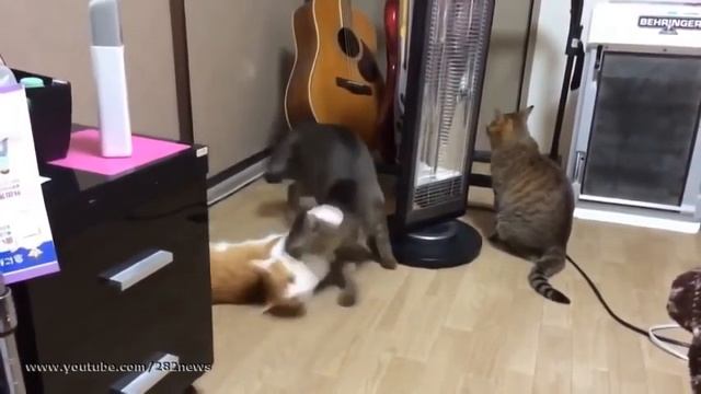 Вальс в исполнении кошек) смотреть онлайн