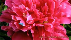 Пион травянистый Виктуар де ла Марн (paeonia) ? обзор: как сажать, рассада пиона Виктуар де ла Марн