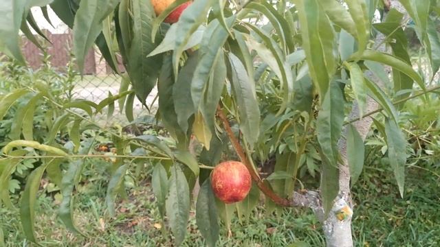 Нектарин Харблейз на 11.08.2022 року Львівська область смотреть онлайн