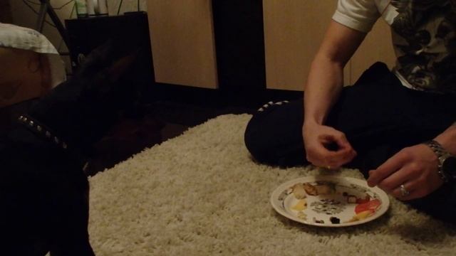 Цвергпинчер ест всё!
