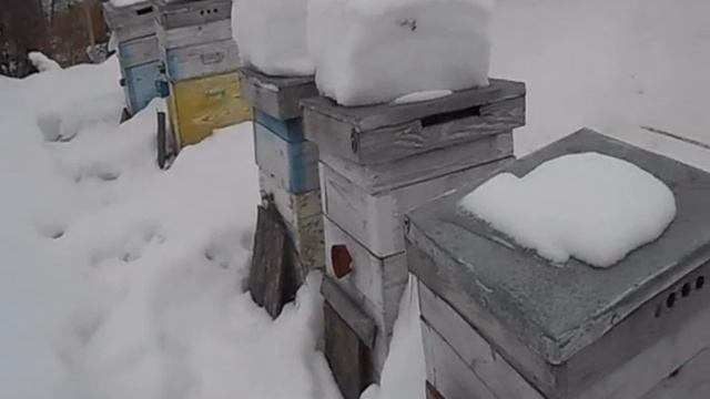 подкормка пчел в феврале смотреть онлайн