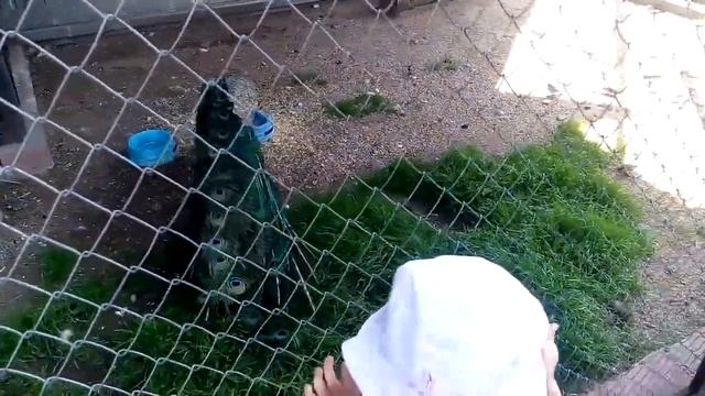 Минский дельфинарий и зоопарк смотреть онлайн