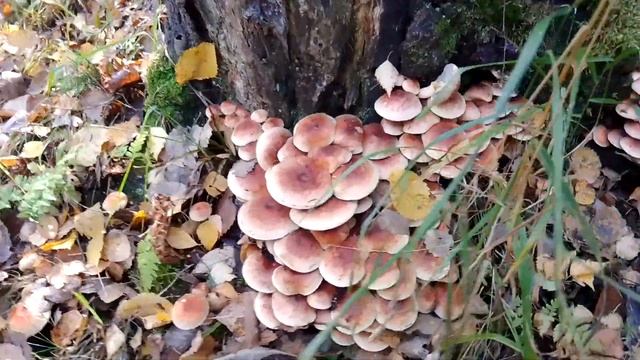 Ложные опята смотреть онлайн