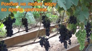 Виноград созрел в июле. Подмосковье. Теплица