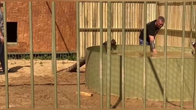 Парк львов "Земля прайда". Тигры и их любимые игрушки! смотреть онлайн