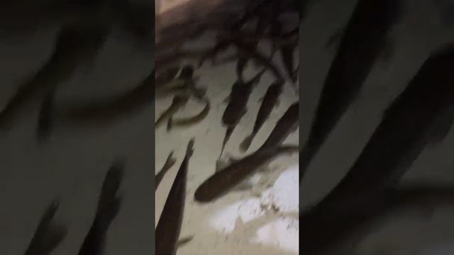 Белый амур. Полезная рыба. смотреть онлайн