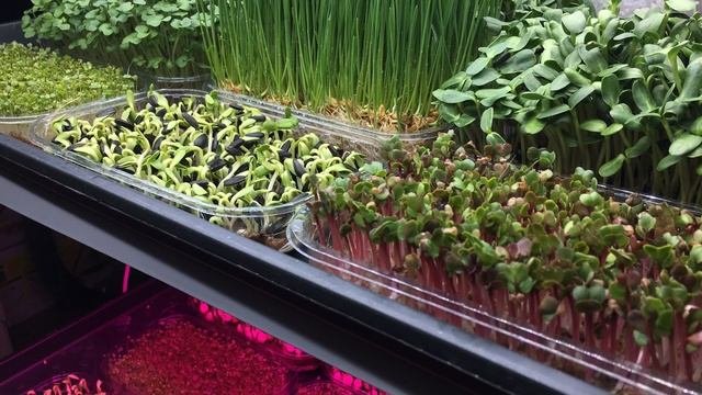 Как растёт микрозелень. Первые 24 часа жизни микрозелени на свету.