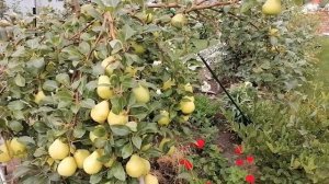 Груша Августовская роса.