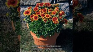 Гайлардия Аризона Сан: гибридная Gailardia hybrida arizona red