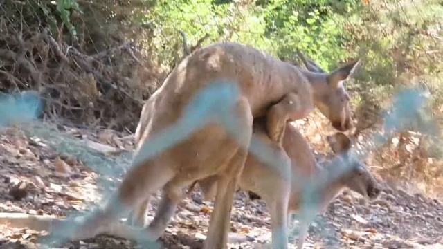 Кенгуру (зоопарк Пафоса) смотреть онлайн