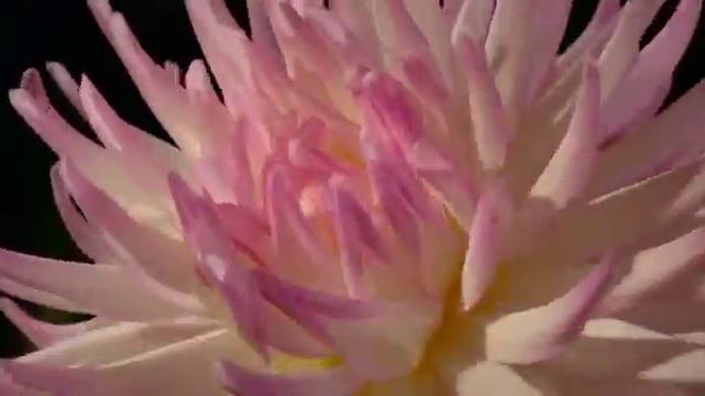 Цветы маме смотреть онлайн