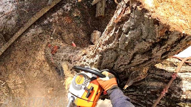 Режем железный орех Cutting an iron walnut tree смотреть онлайн
