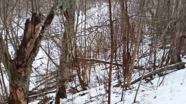 Там где живут свободные зубры смотреть онлайн