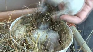 Как точно узнать пол новорождённых крольчат
