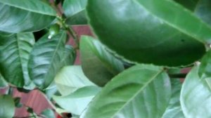 Что нужно для плодоношения лимона? Нормальное освещение!