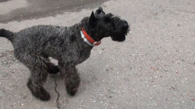 Kerry Blue Terrier: self-isolation (Part 2) / Керри блю терьер: самоизоляция (часть 2) смотреть онлайн