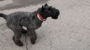 Kerry Blue Terrier: self-isolation (Part 2) / Керри блю терьер: самоизоляция (часть 2)