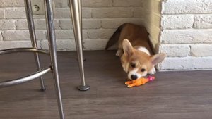 ВЕЛЬШ КОРГИ ПЕМБРОК - щенок и новая игрушка резиновая курица | PEMBROKE WELSH CORGI