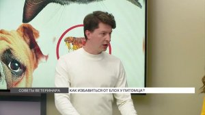 Как избавиться от блох у питомца?