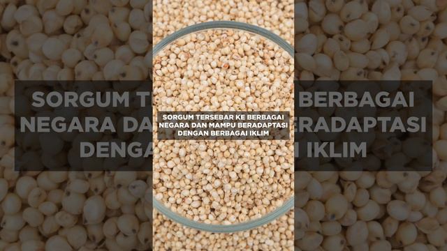 Sorgum Pangan Alternatif Pengganti Beras