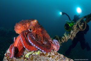 «Морской женьшень»! Что надо знать о кальмарах.