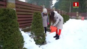 Изгородь из тиса