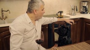 Бельгийский (брюссельский) гриффон. Собаки для квартиры. Умнейшая собака Гарри Шторм . Видео 2 из 6
